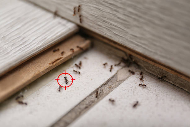 Best Pest Prevention Services  in St Matthews, KY